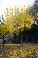 /album/ultimes-fotos/arbres-jpg/