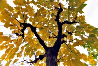/album/ultimes-fotos/arbres-2-jpg/
